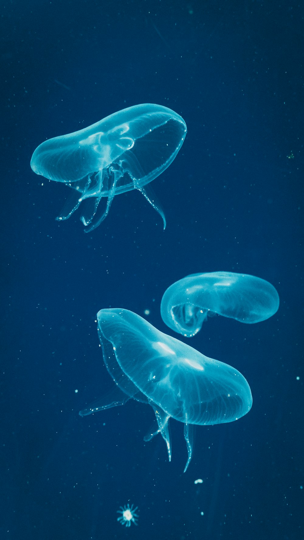 blue jellyfish in water in close up photography