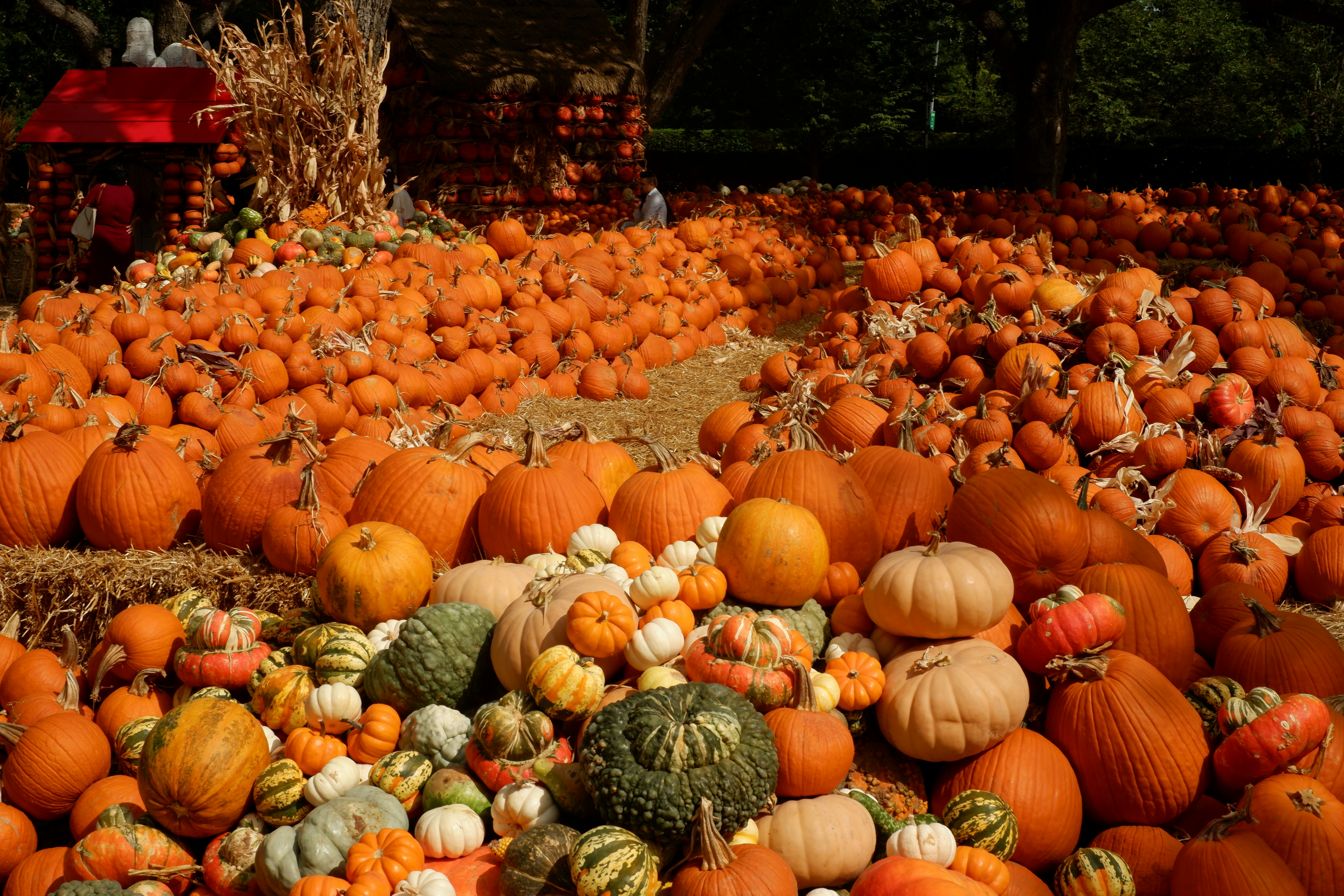 orange pumpkins on brown dried leaves