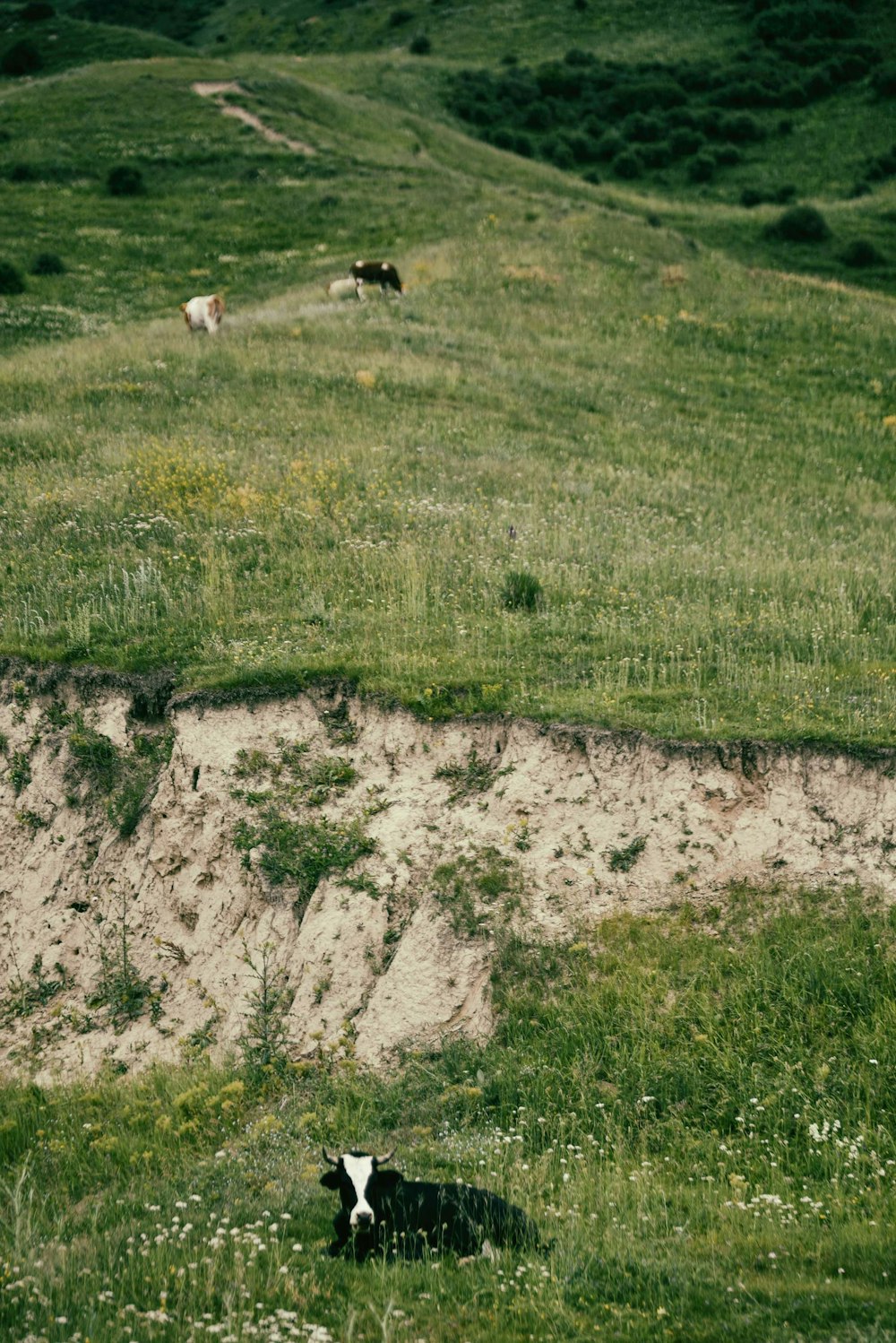 white sheep on green grass field during daytime