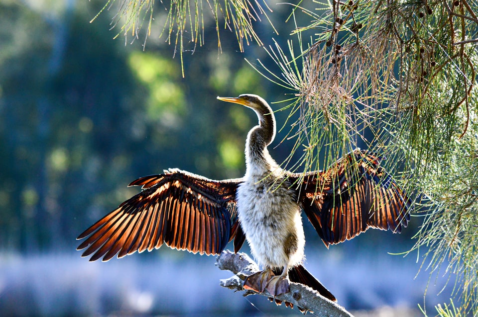 October Meetup - Baigup Wetlands