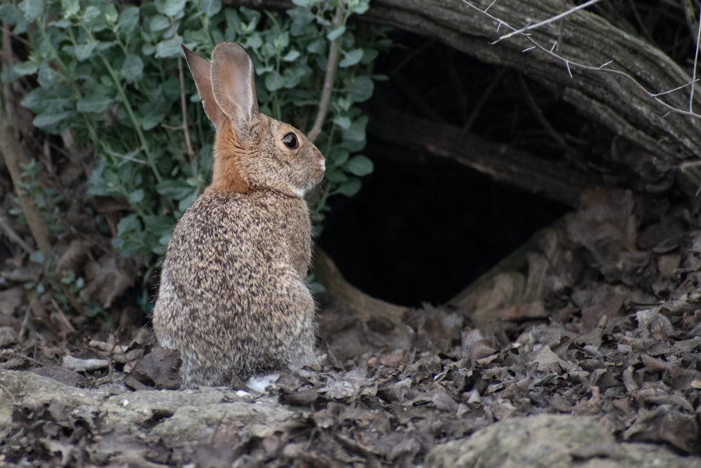 brown rabbit on brown rock