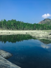 A serene landscape showcasing a lush forest and a clear blue sky.
