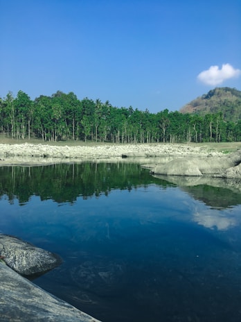 A serene landscape showcasing a lush forest and a clear blue sky.