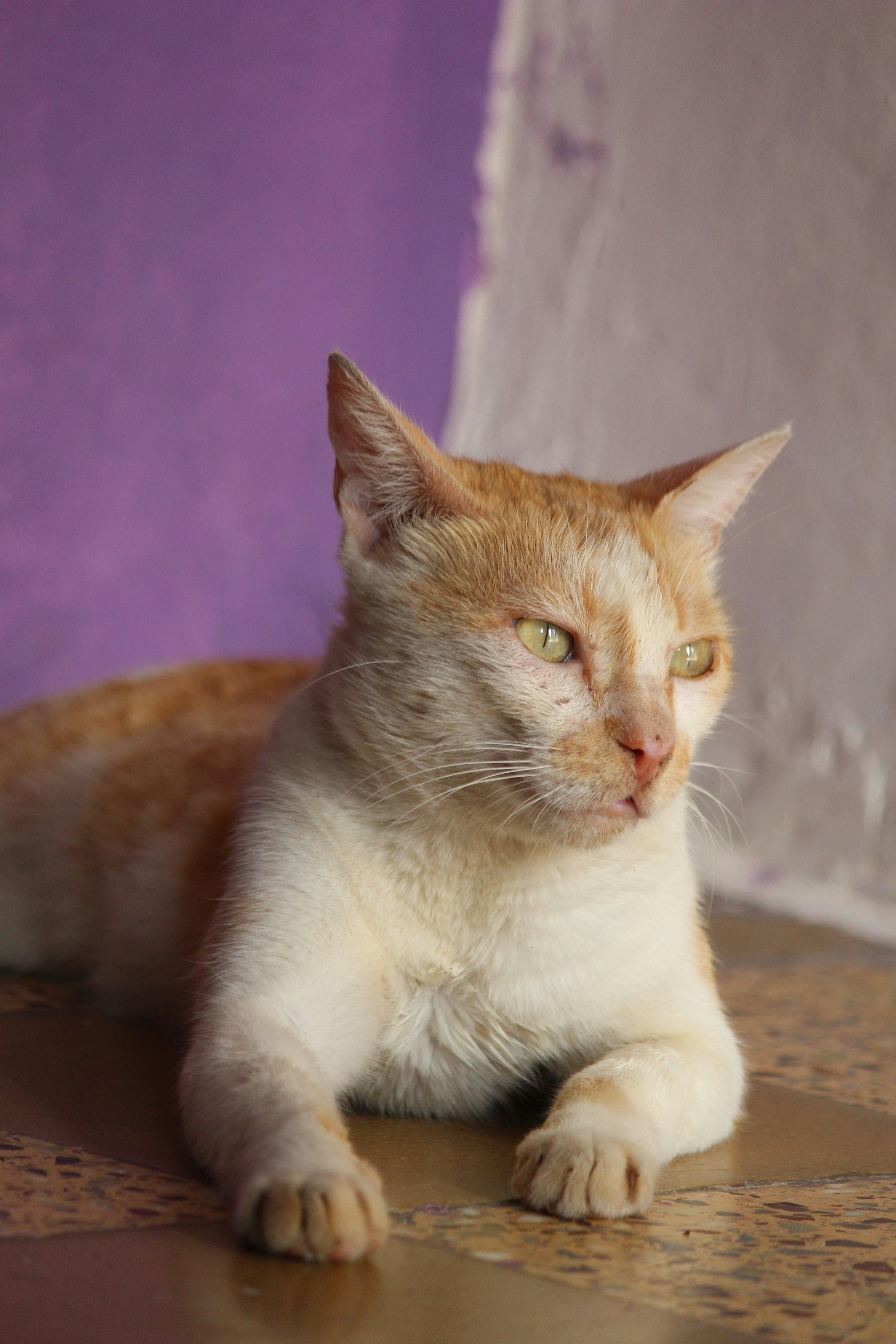 Pampas Cats: Shadows in Deserted Mines (image credits: unsplash)