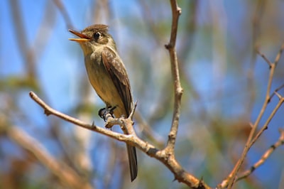 brown bird on brown tree branch during daytime