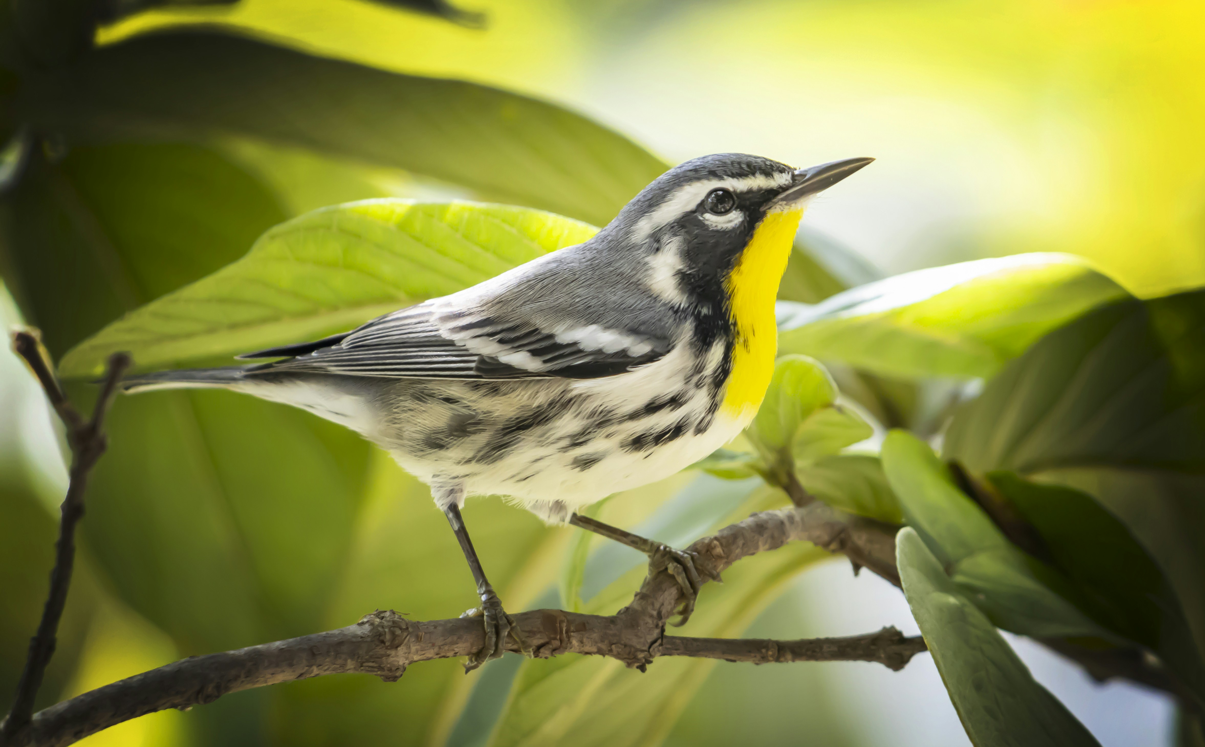 oiseau jaune et gris sur branche d’arbre brun