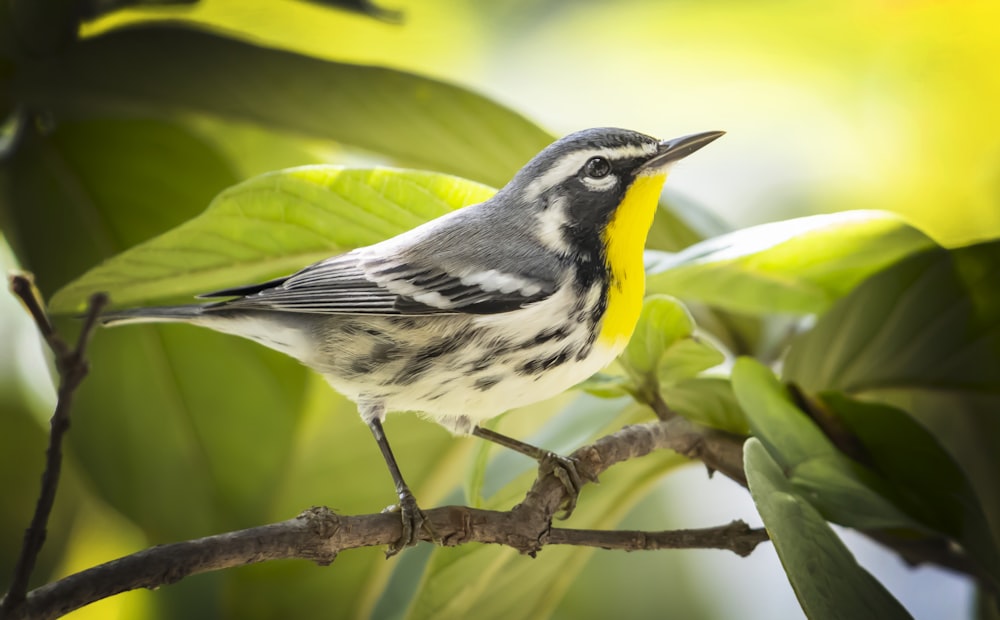 yellow and gray bird on brown tree branch