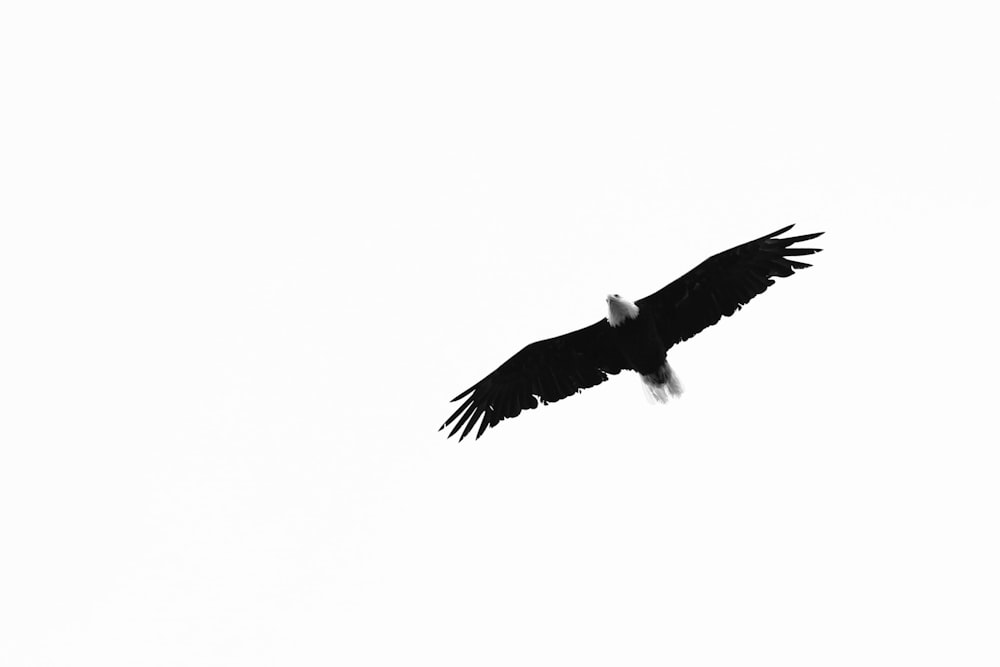 black and white bird flying