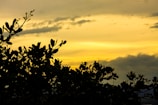 silhouette of tree during sunset