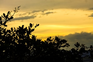 silhouette of tree during sunset