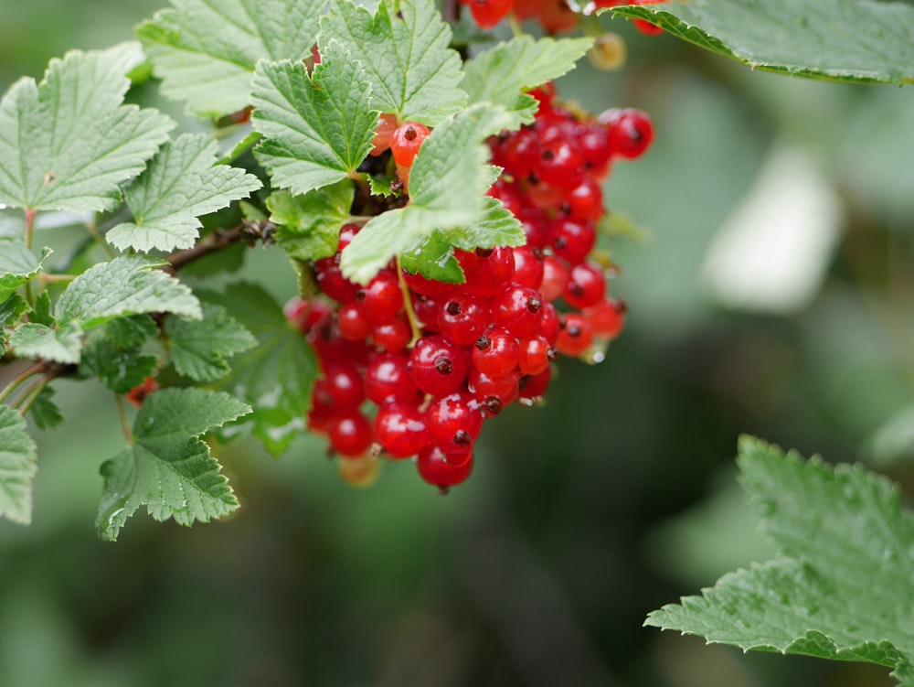 fruits ronds rouges dans une lentille à bascule