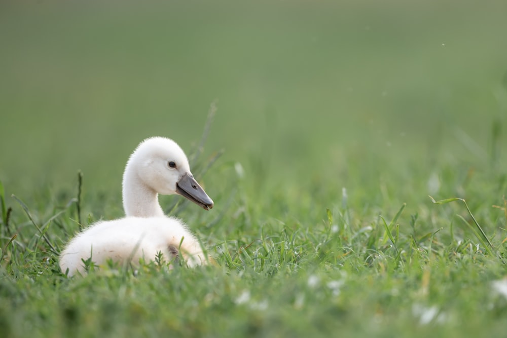 white duck on green grass field during daytime