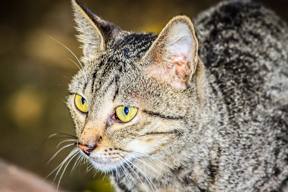 brown tabby cat in close up photography