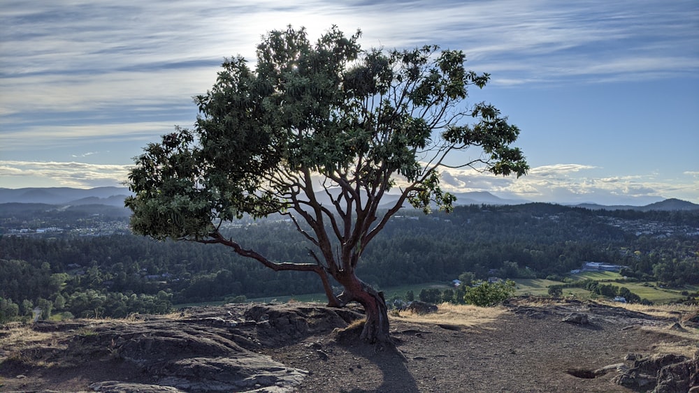 green tree on brown field during daytime