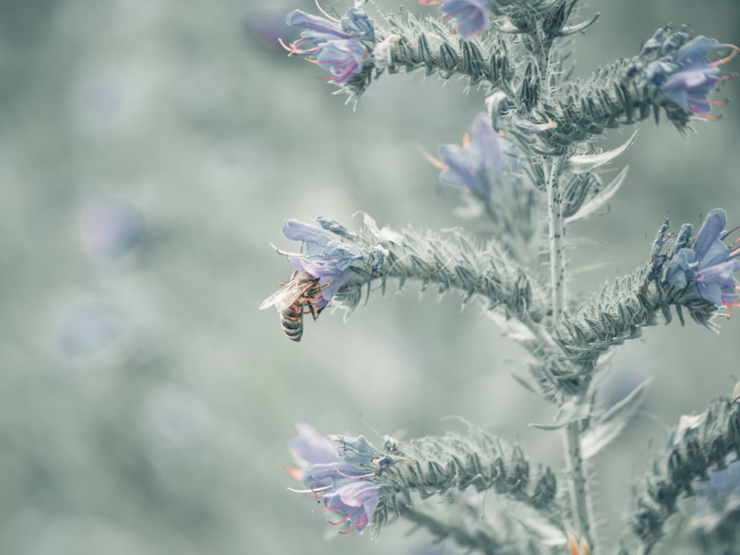 bee on purple flower during daytime