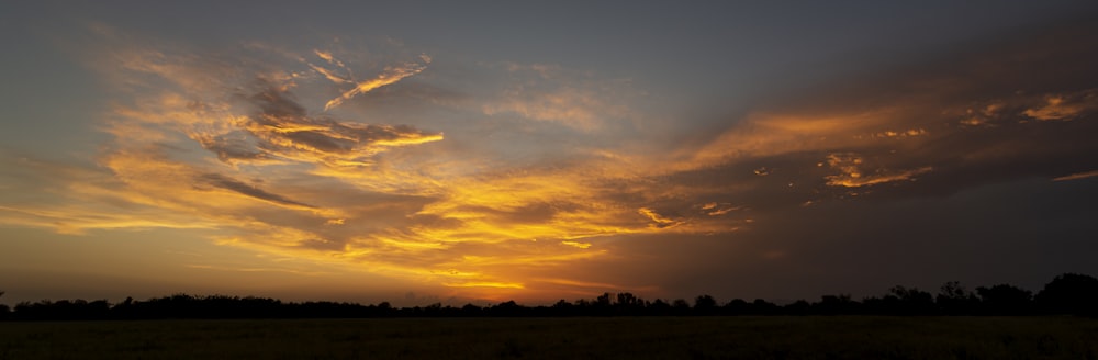 silhouette of trees during sunset