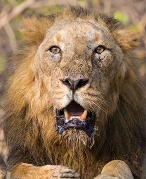 A close-up of a lion’s intense gaze, symbolizing fierce determination and courage.