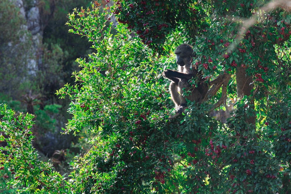 monkey sitting on tree branch during daytime