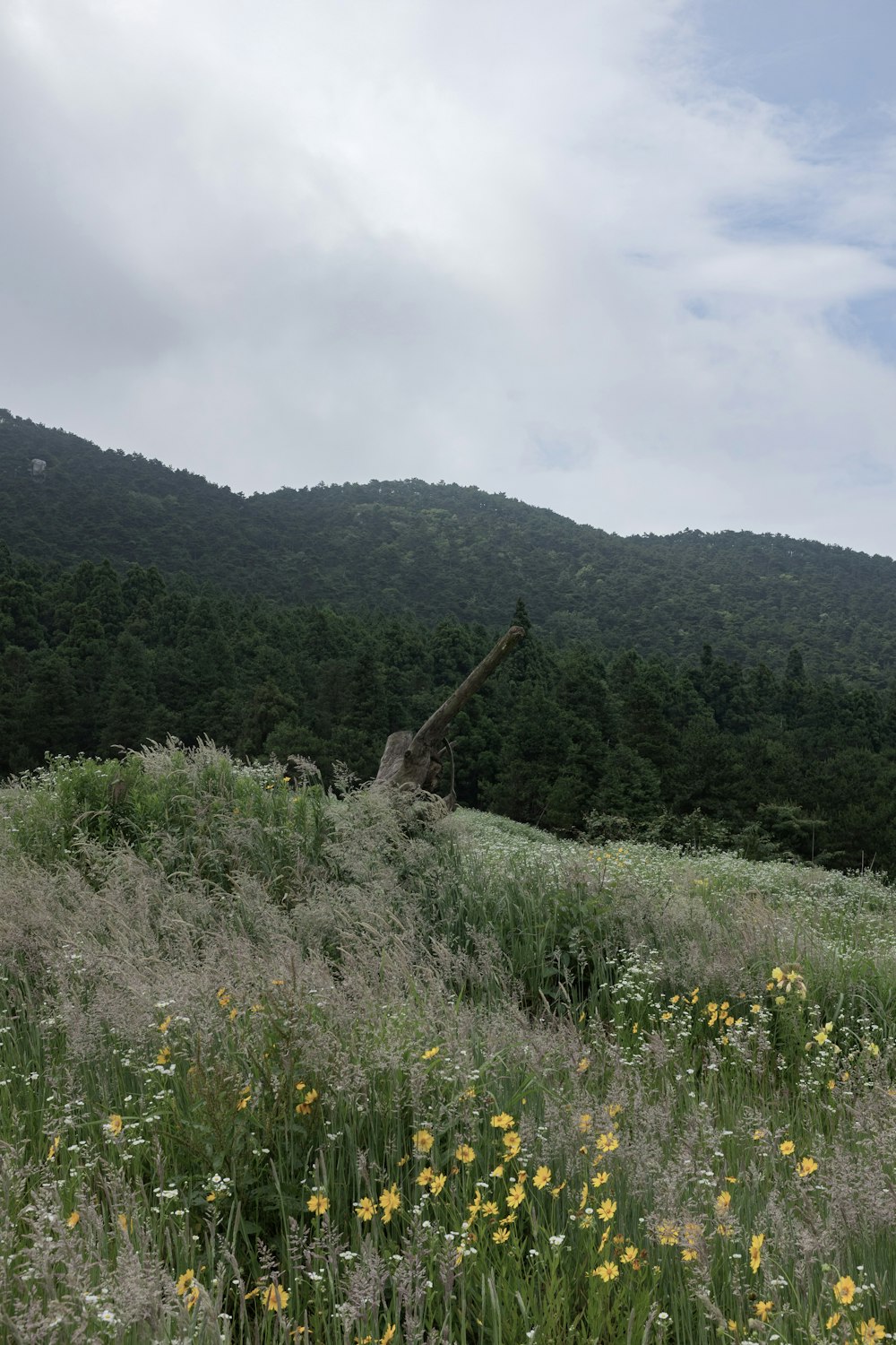 Campo de hierba verde cerca de la montaña durante el día