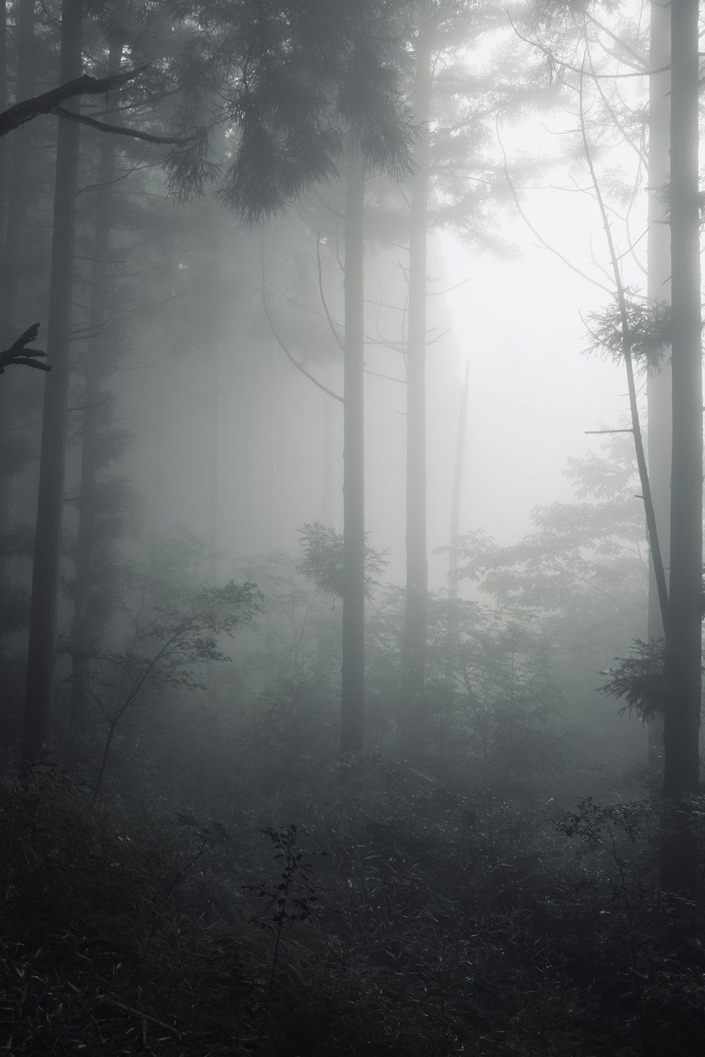 alberi verdi coperti di nebbia