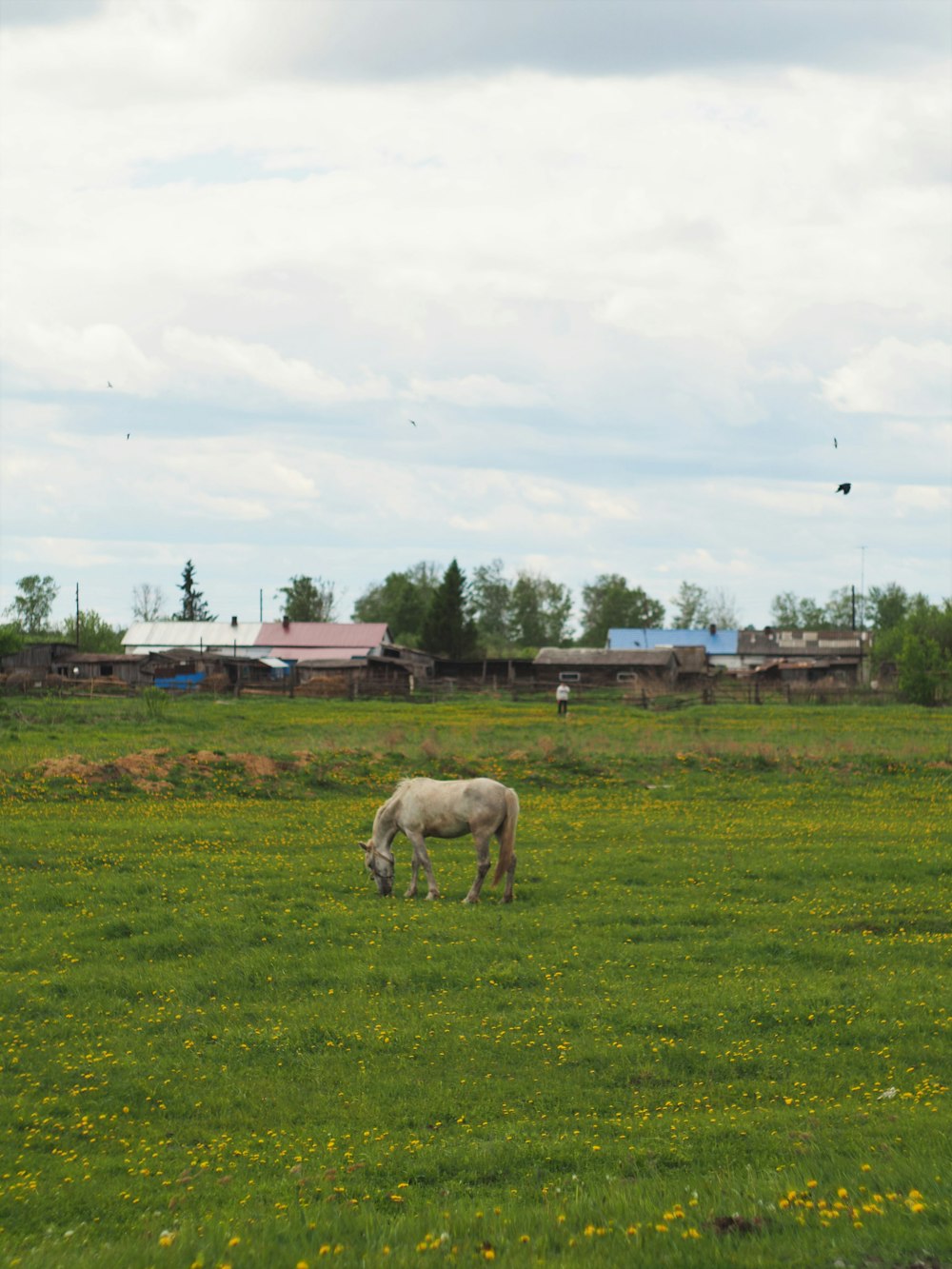 white horse on green grass field during daytime