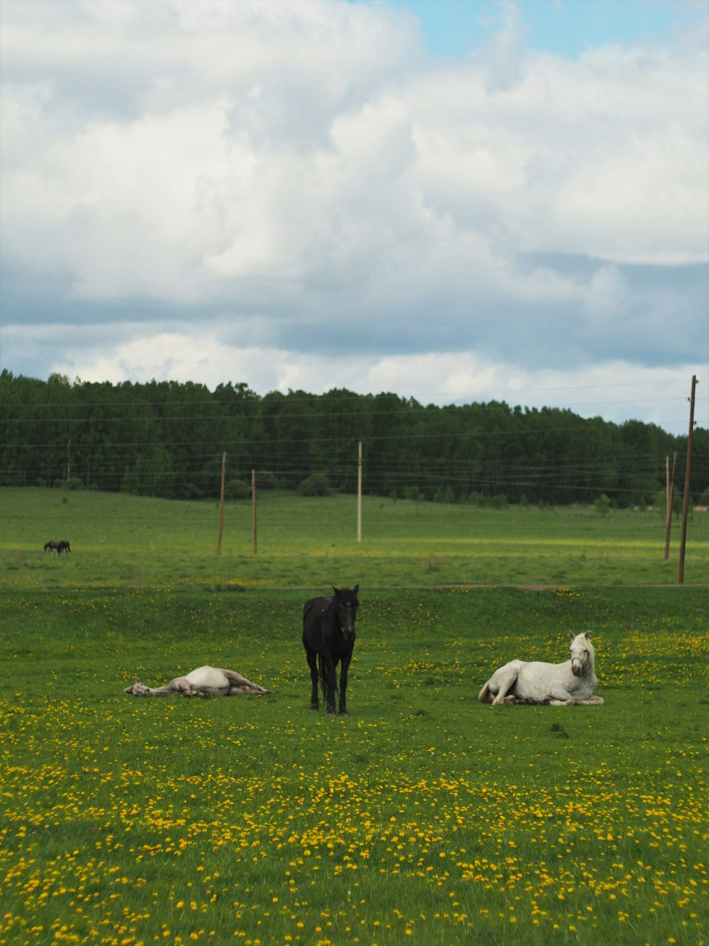 weiße und schwarze Pferde auf grünem Rasen unter weißen Wolken tagsüber