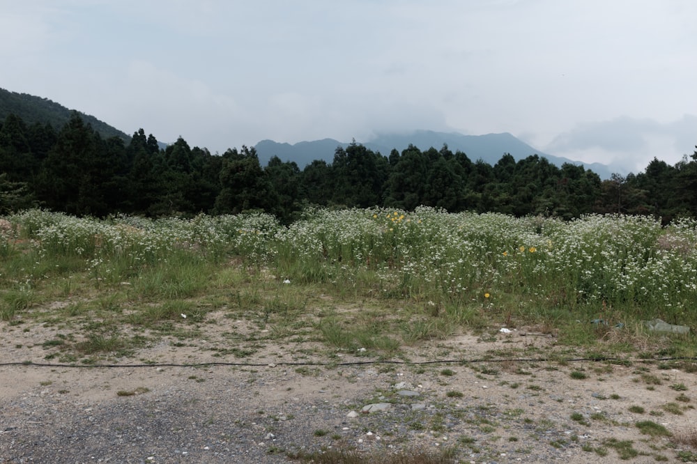 Grünes Grasfeld in der Nähe von grünen Bäumen während des Tages