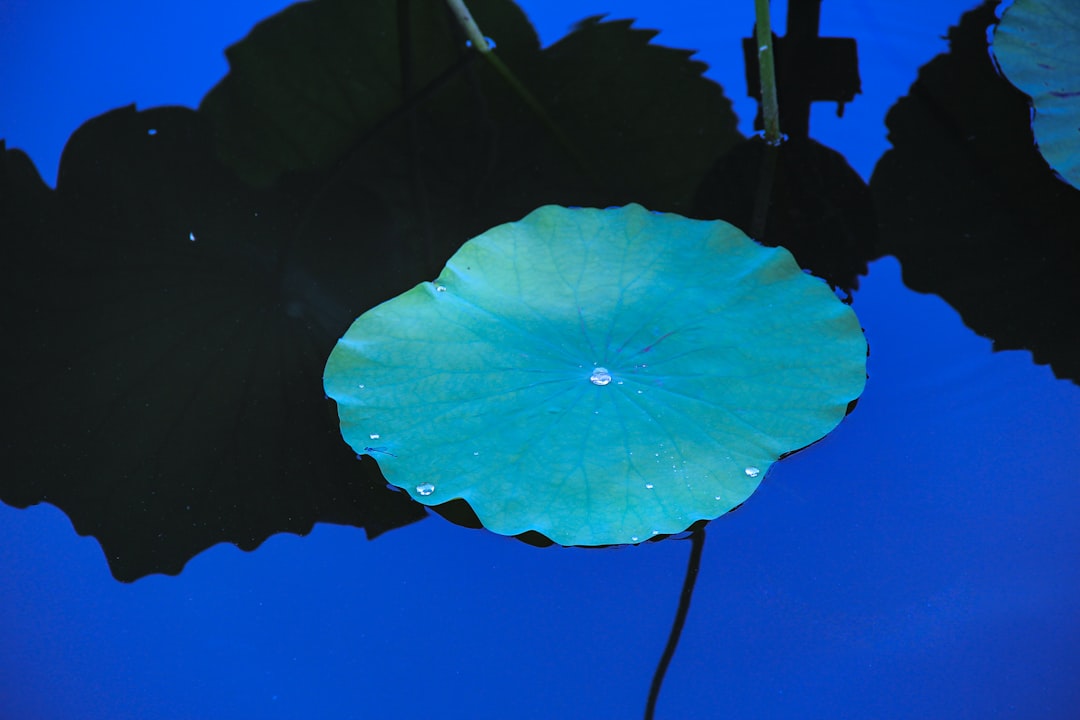 green leaf under blue sky during daytime