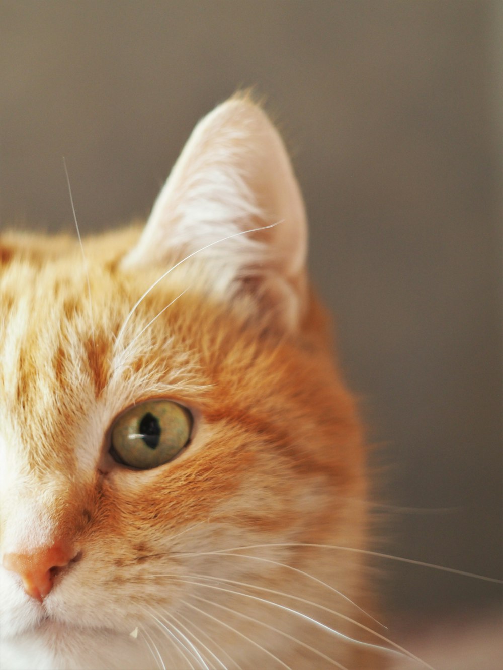 orange tabby cat in close up photography