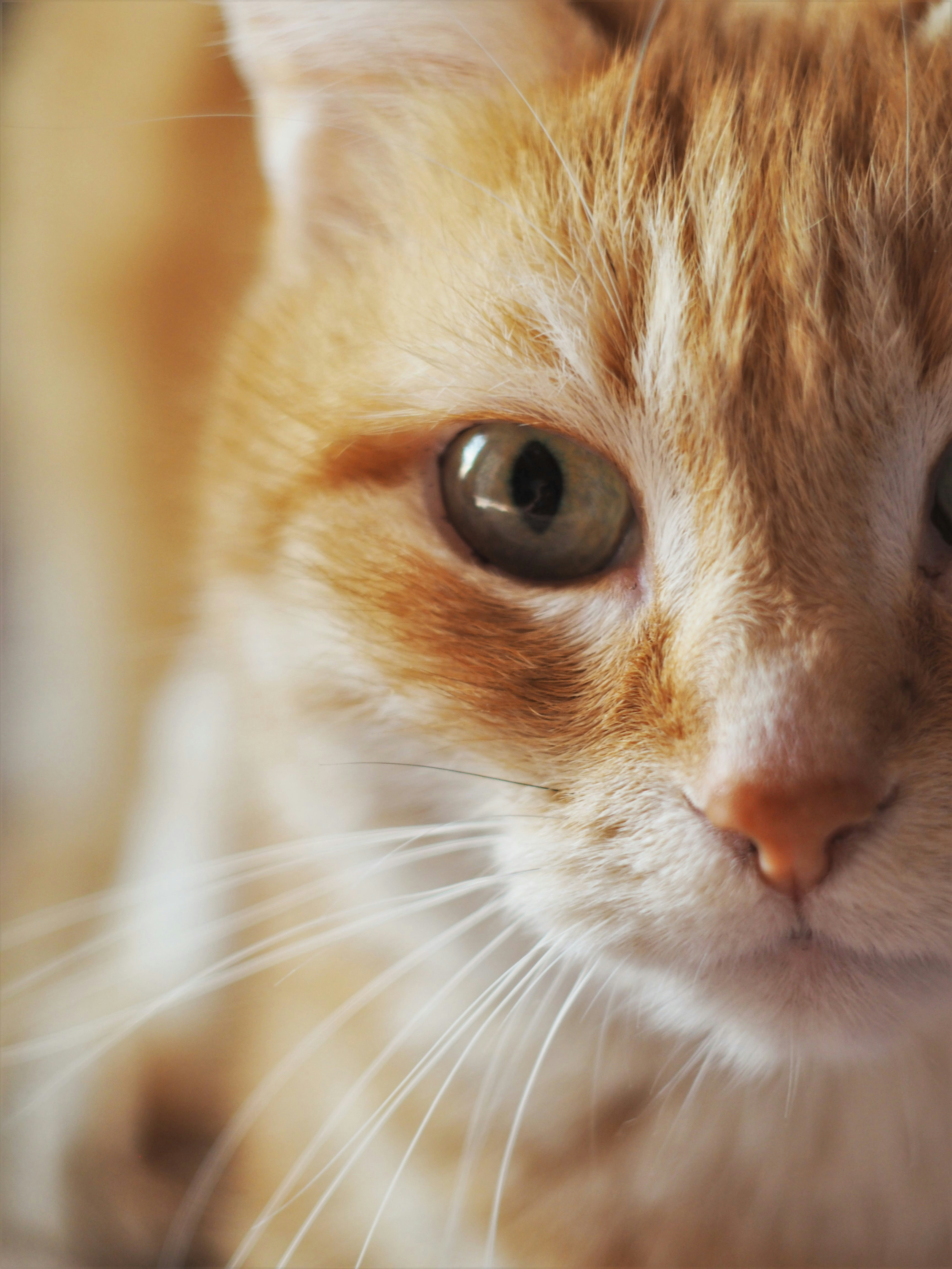 Orange and white tabby cat photo – Free Novosibirsk Image on Unsplash
