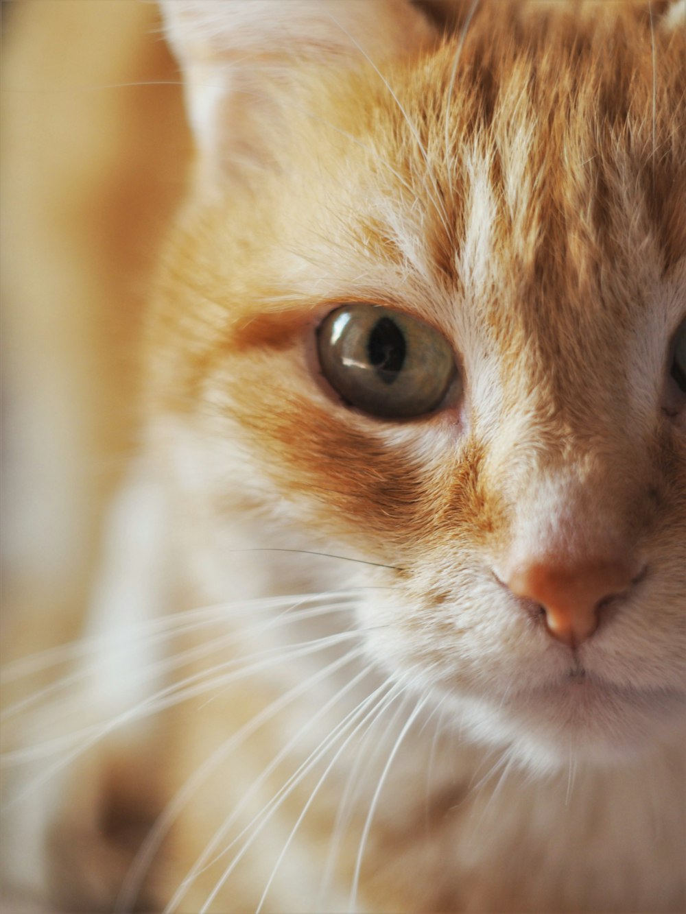 orange-weiße Tabby-Katze