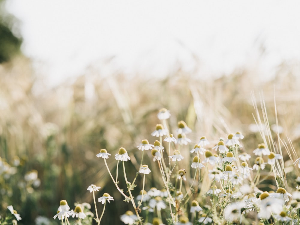 white and yellow flower field during daytime