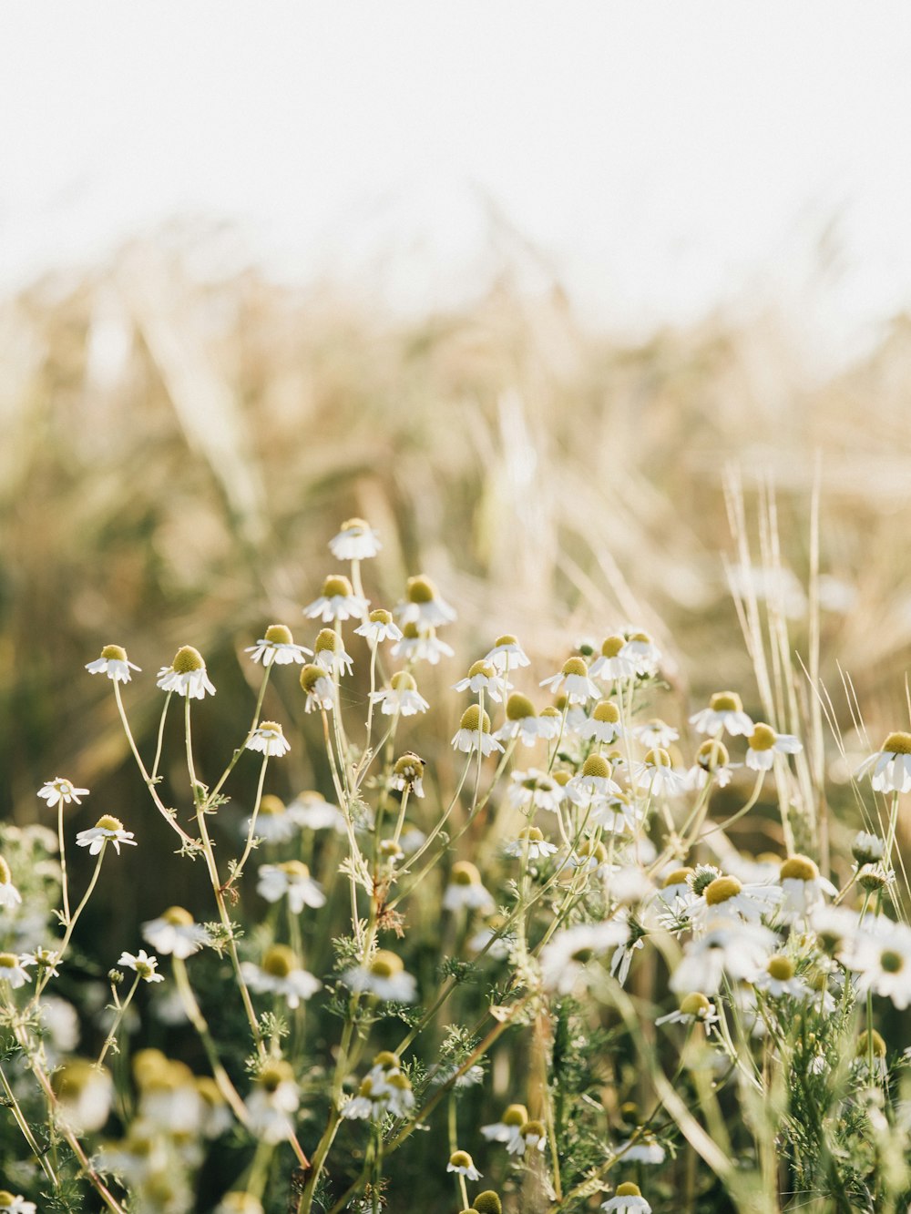 white and yellow flower field during daytime