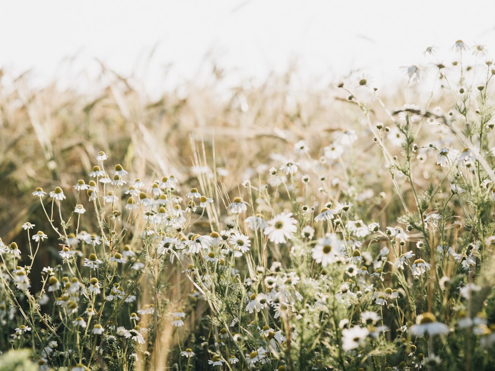 white flower field during daytime