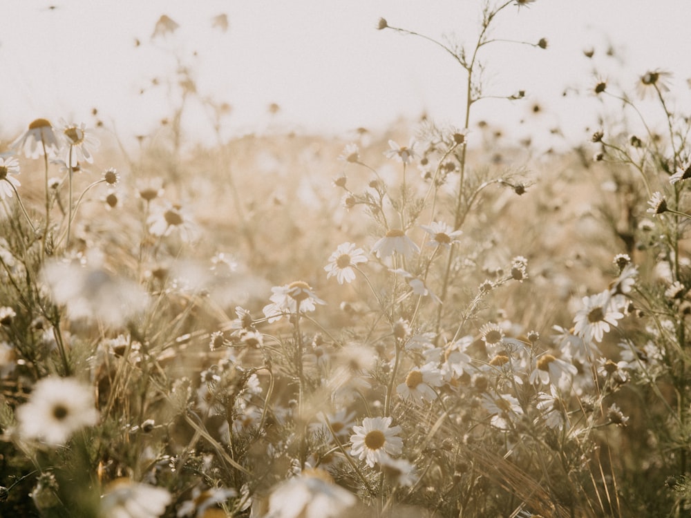 white flowers in tilt shift lens