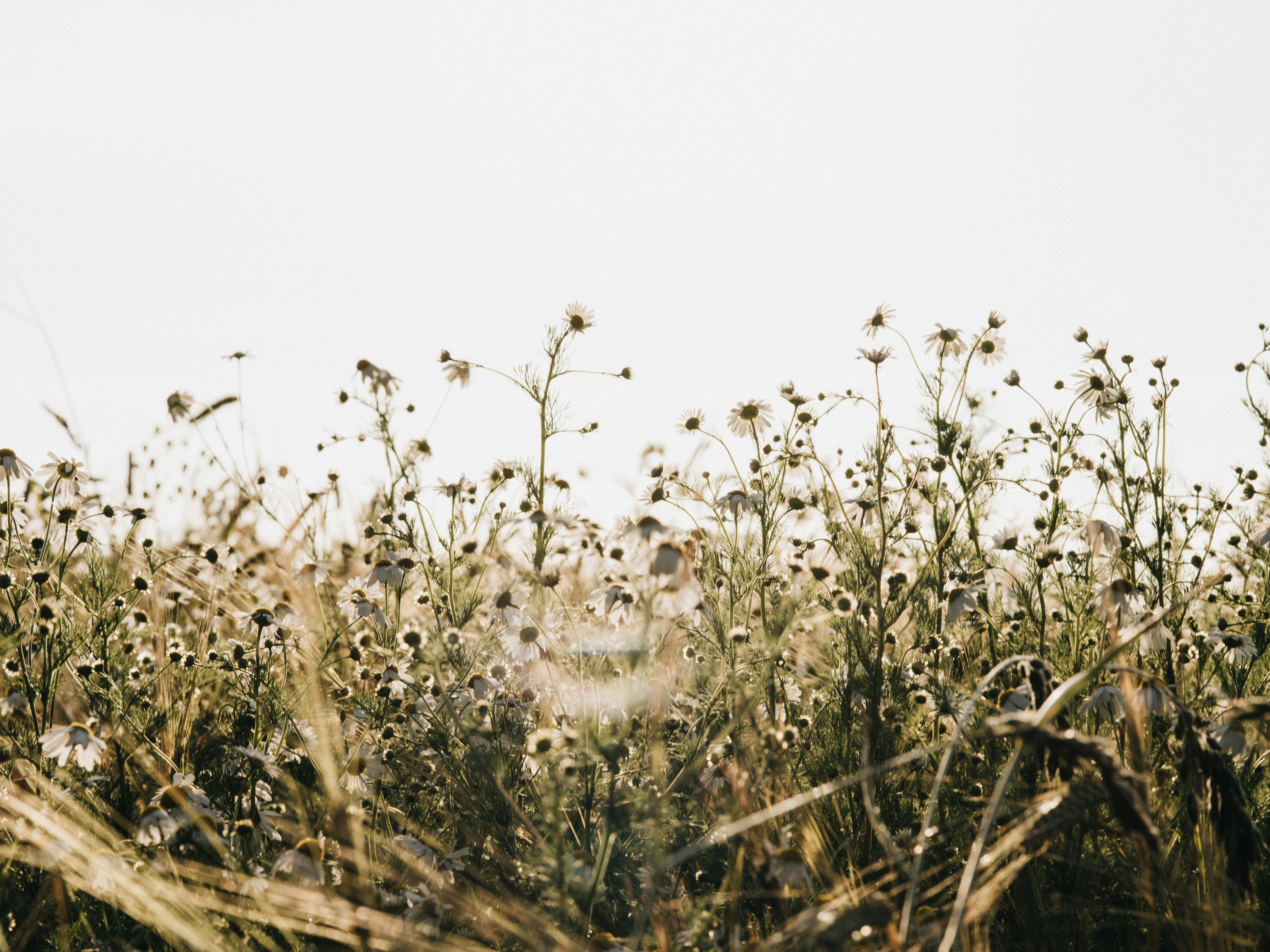 white flowers on brown grass during daytime