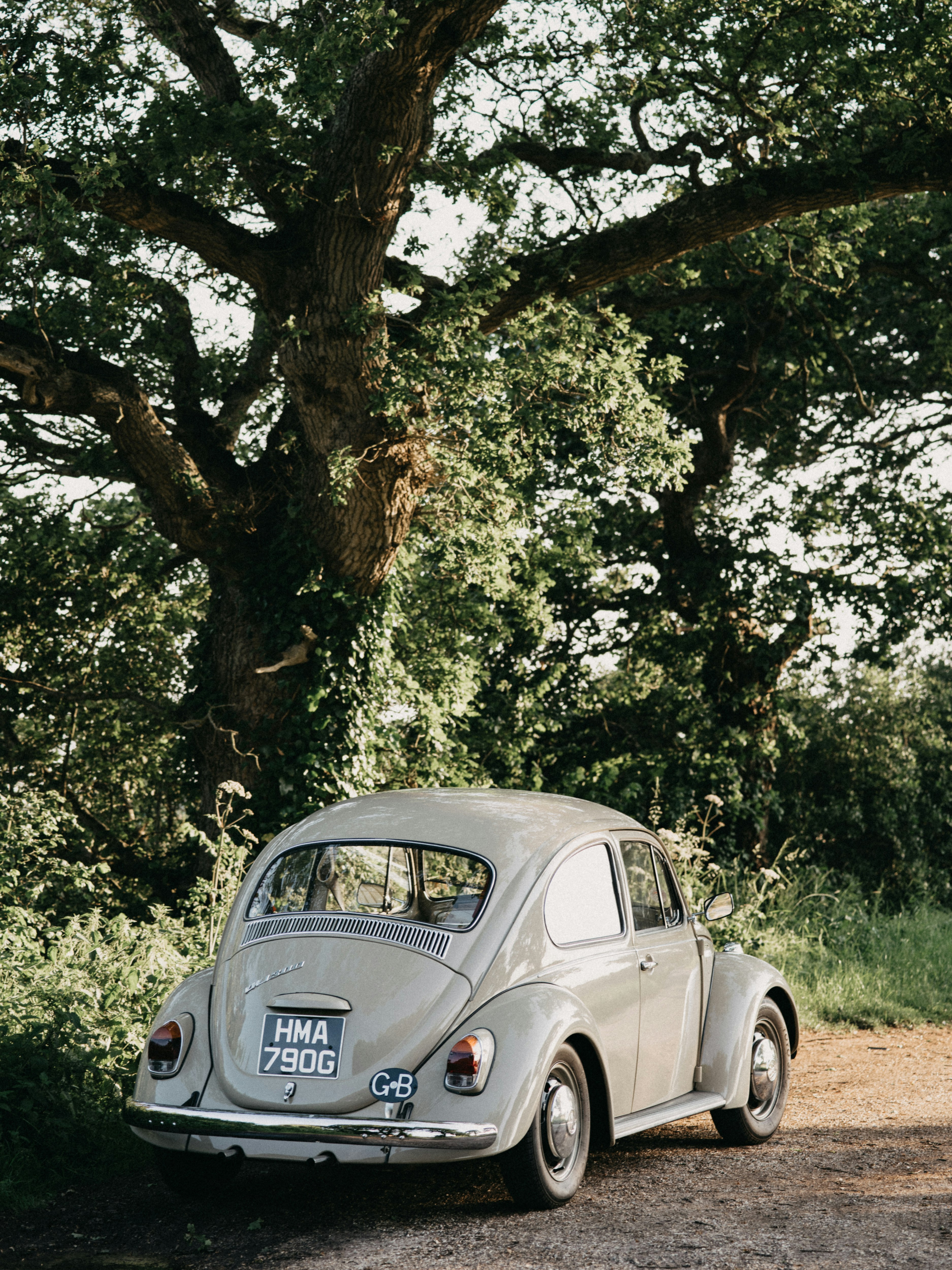 white volkswagen beetle parked near green leaf tree during daytime