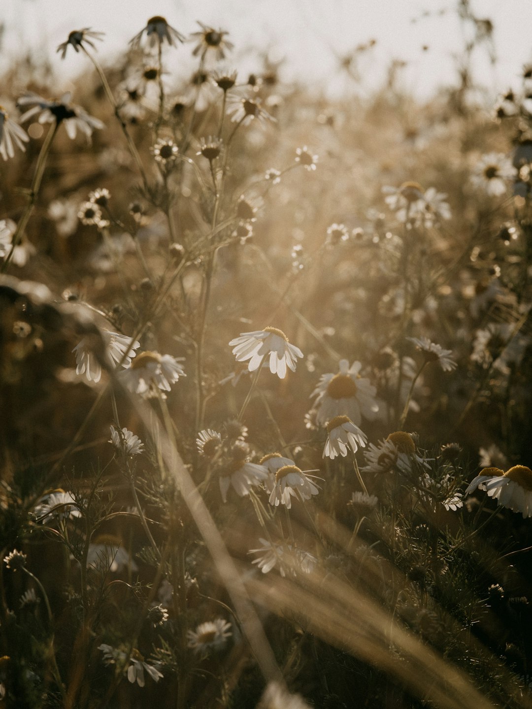 white flowers in tilt shift lens