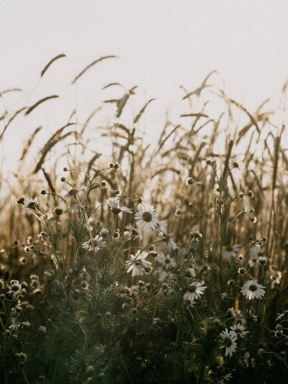 white and green grass field