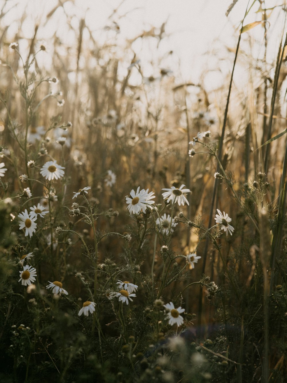 white daisy flowers in bloom during daytime