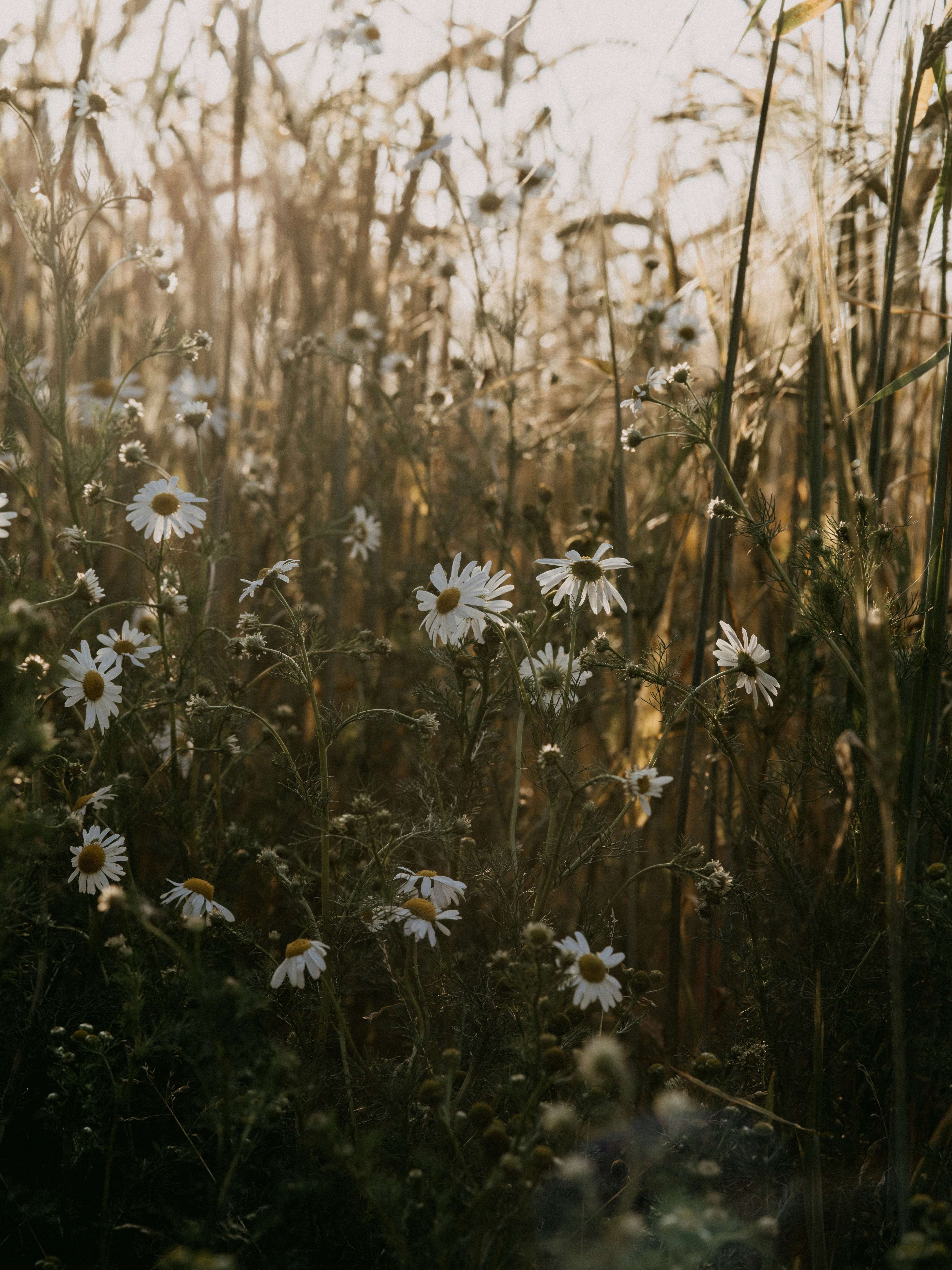 Photo by anniespratt