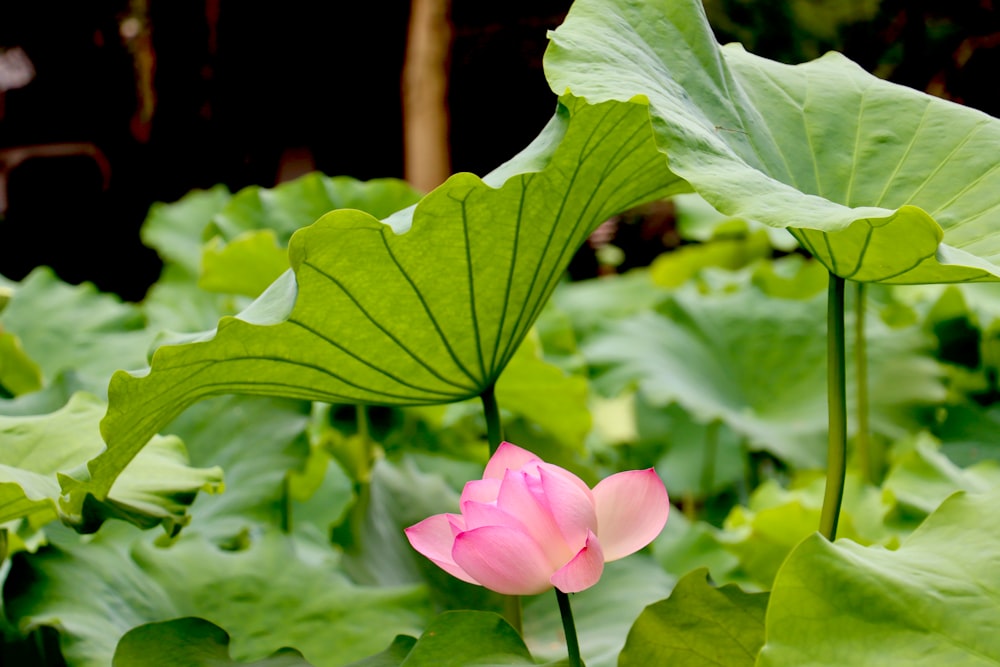 pink flowers with green leaves