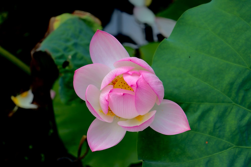 pink and white flower in tilt shift lens