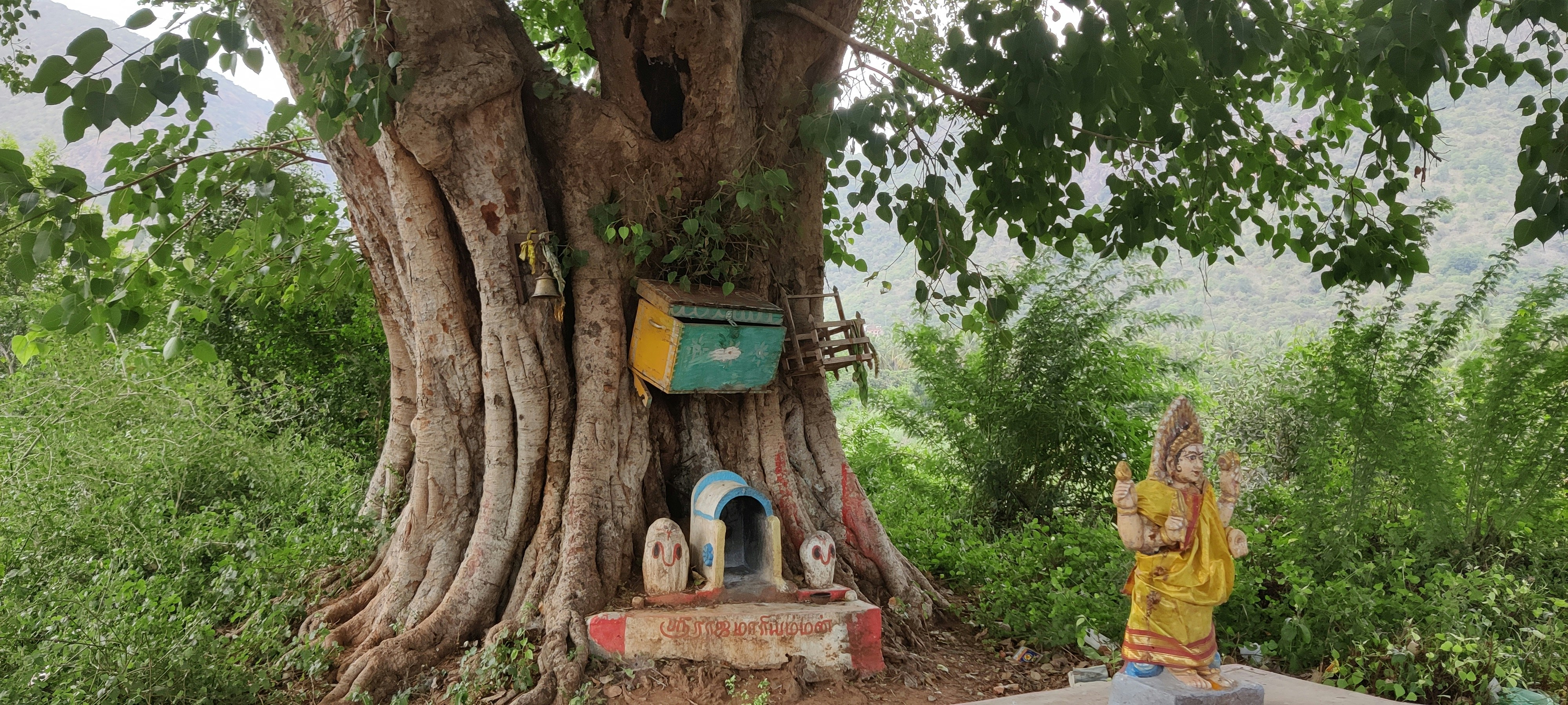 The Sacred Groves of the Himalayas: Trees of Reverence and Legends