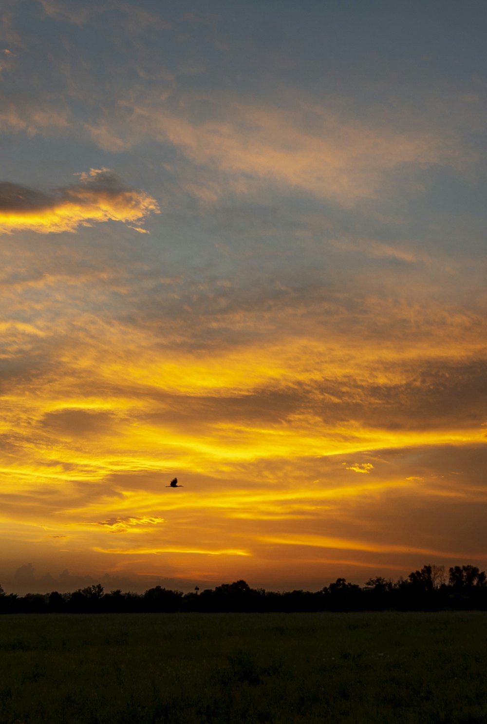 silhouette of trees under orange sky during sunset