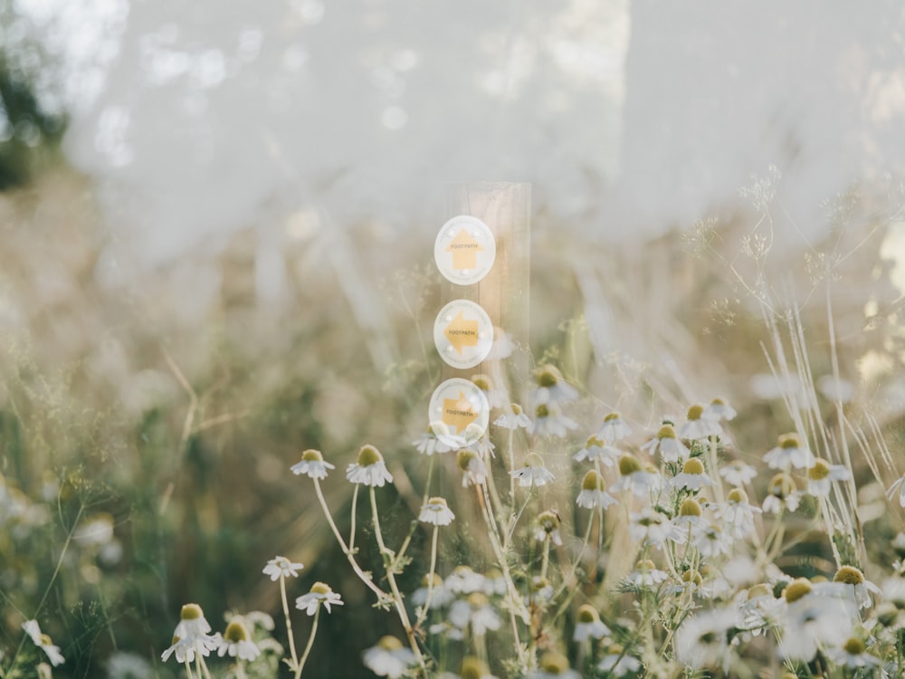 white flower field during daytime