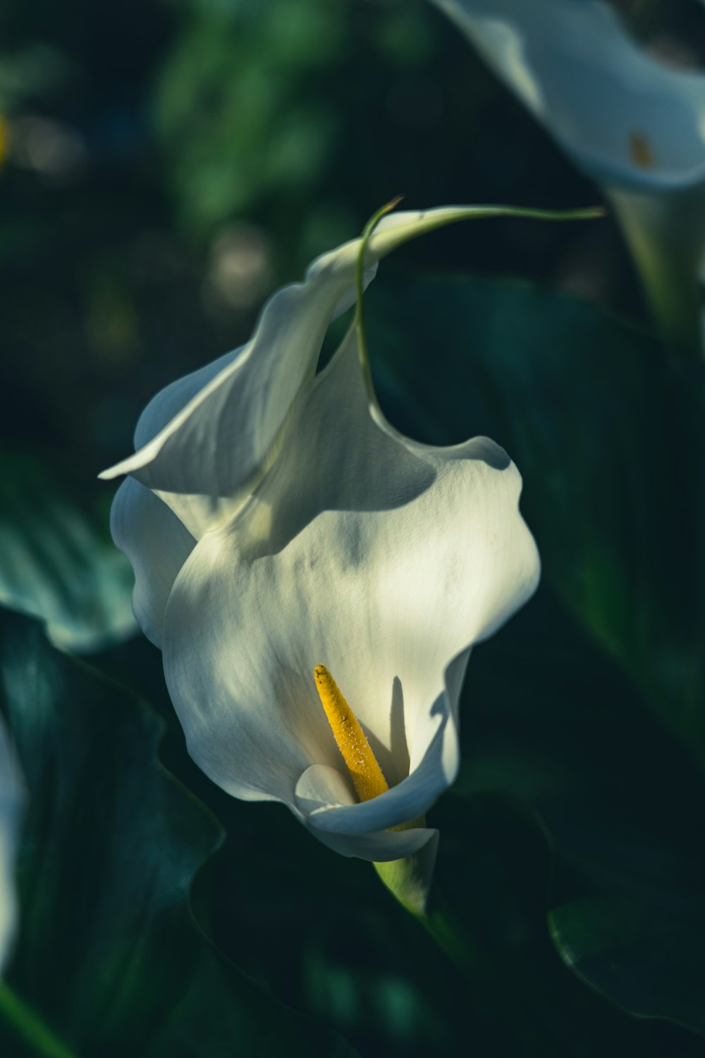 white flower with green leaves