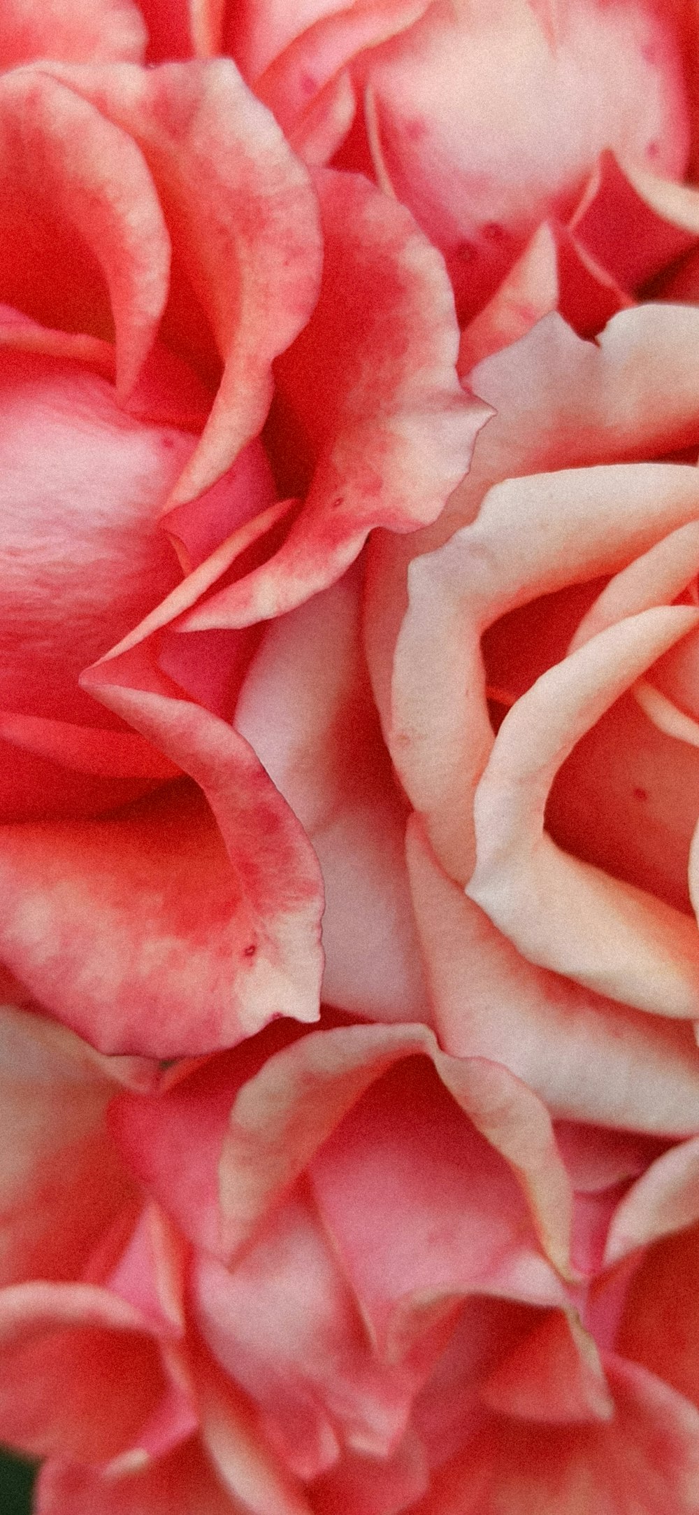 pink rose in bloom close up photo