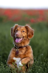 brown long coated dog on green grass field during daytime