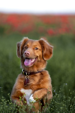 dog on green grass field